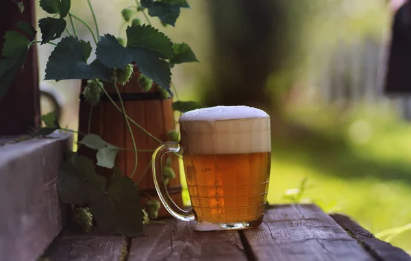 Glas öl trä hop natur — Stockfoto