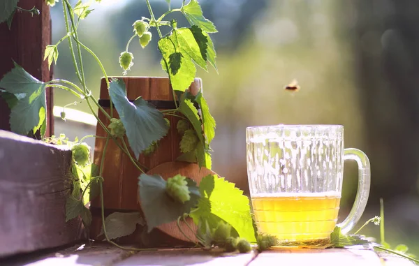 Glas öl trä hop natur — Stockfoto