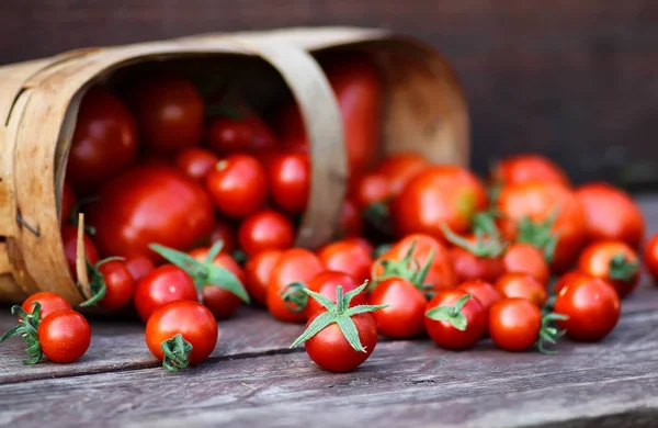 Cosecha de la cesta tomate fresco — Foto de Stock