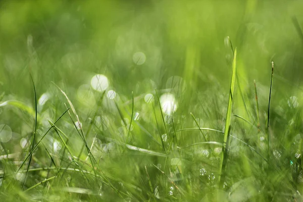 Sabah çimlerin üzerinde çiy taneleri