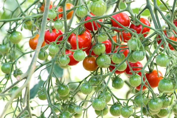 Tomaten auf Zweigen — Stockfoto
