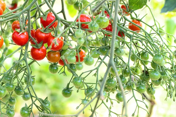 Şube ürün üzerinde domates