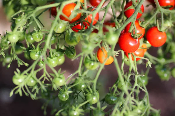 Şube ürün üzerinde domates