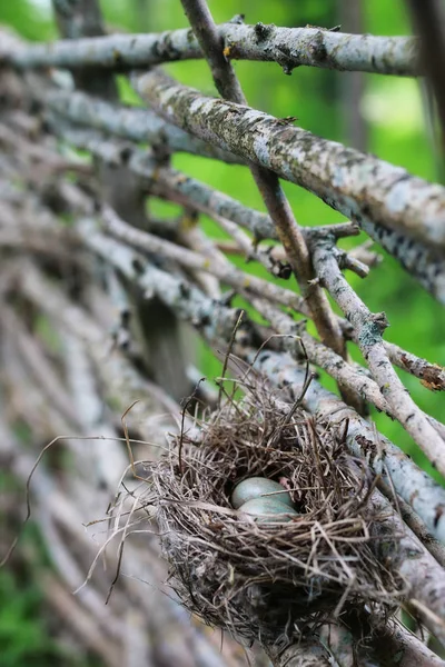 自然の中の鳥の巣 — ストック写真