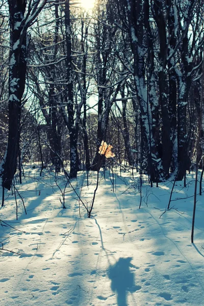 Одинокий листовой лес на зимнем дереве — стоковое фото