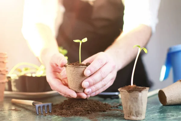 Gardening at home hand sprout table — Stock Photo, Image