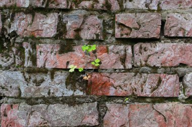 eski kırmızı tuğla duvar