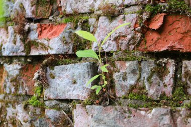 eski kırmızı tuğla duvar