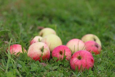 elma hasat çimenlerin üzerinde