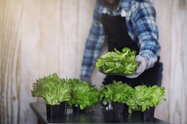 Önlüklü ve eldivenli sakallı adamın elinde bir kase taze yeşil S var.