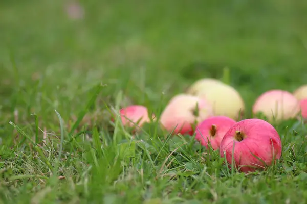 Apfelernte auf dem Gras — Stockfoto
