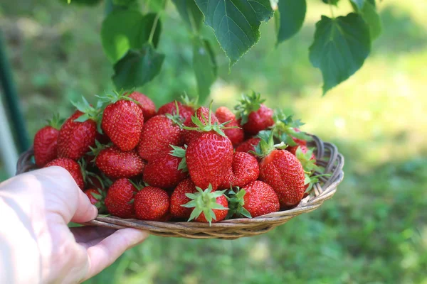 Fraises dans un panier en osier dans les mains — Photo