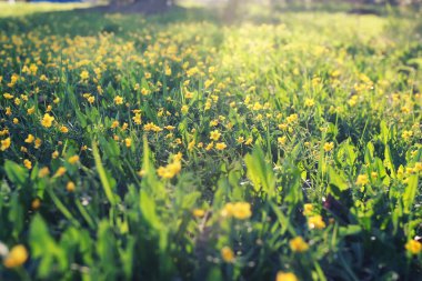 çim ve çiçek bir alanda bahar