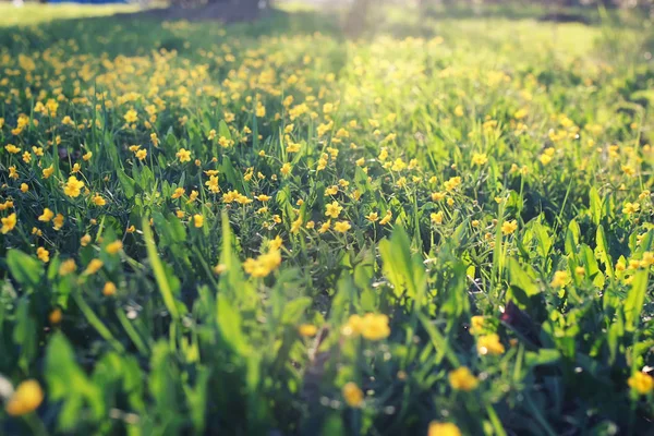 çim ve çiçek bir alanda bahar