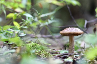 Boletus mantar damla su