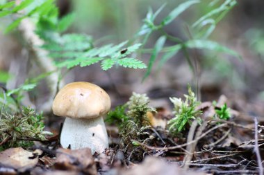 Boletus mantar damla su