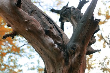 Eski kurumuş ağaç bahar başında dokulu.