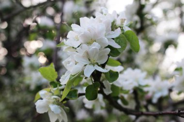 elma ağacı ile parlak beyaz çiçek çiçeklenme