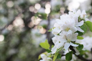 elma ağacı ile parlak beyaz çiçek çiçeklenme