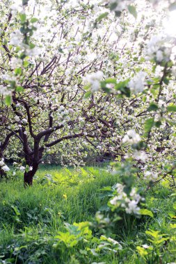 Erken Bahar çiçekli elma ağacı parlak beyaz çiçekli