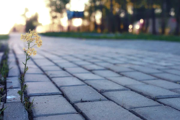 Flori mici care cresc prin piatra de pavaj la apusul soarelui — Fotografie, imagine de stoc