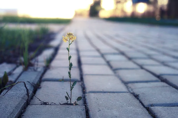 gün batımında kaldırım taşı ile büyüyen çiçek
