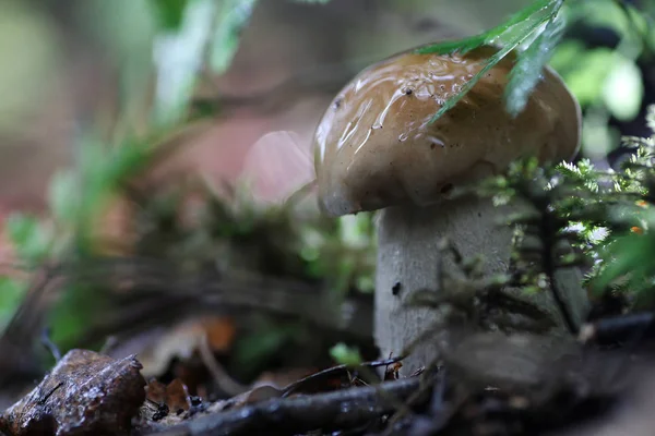 Boletus mushroom drop of water — Stock Photo, Image