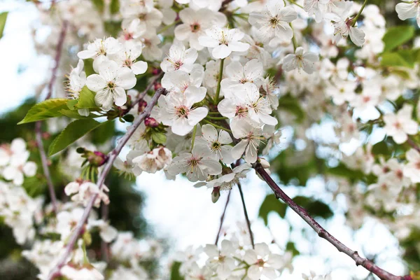 All'inizio della primavera melo fiorito con fiori bianchi luminosi — Foto Stock