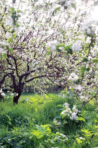 Erken Bahar çiçekli elma ağacı parlak beyaz çiçekli