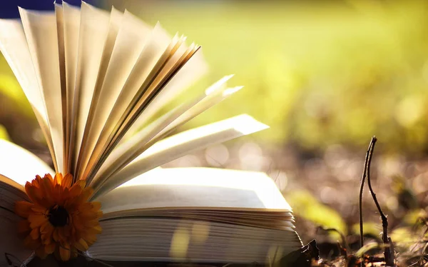 Sarı sonbahar açık kitap