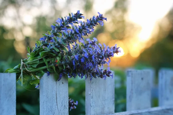 Ramo de flores de lavanda en el atardecer de verano — Foto de Stock