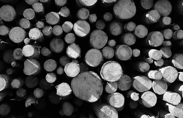 Siyah ve beyaz fotoğraf uzun Boyutlanmış günlüklerinin yalan yığının üstüne