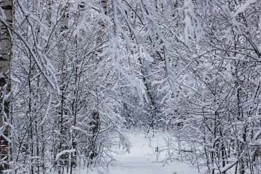 Kış ormanı karla kaplı