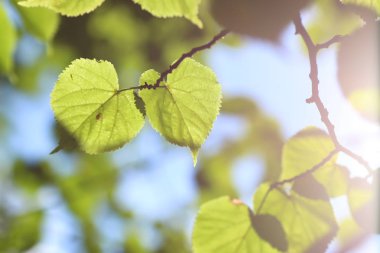 yaprak ağaç arka plan arka ışık güneş ışığı