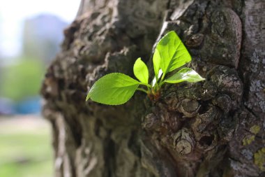 ağacın yeni yaprağı