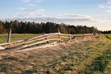 Yaz alan vahşi mera