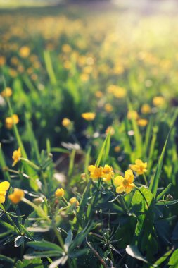 çim ve çiçek bir alanda bahar