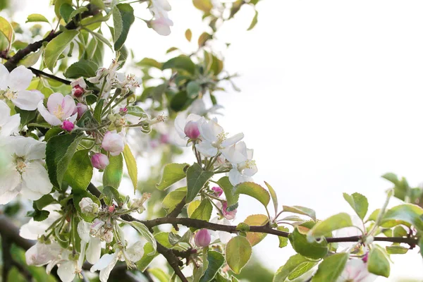 All'inizio della primavera melo fiorito con fiori bianchi luminosi — Foto Stock