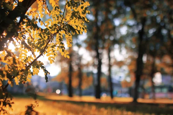 Autumn park leaf sun — Stock Photo, Image