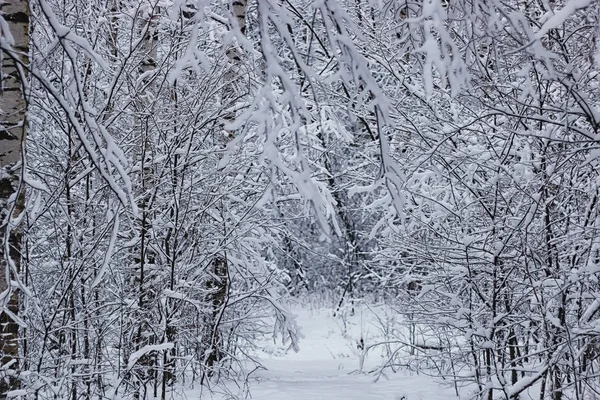 Kış ormanı karla kaplı