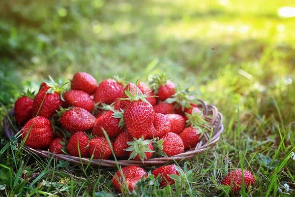 Fresa en bolsa de mimbre al aire libre — Foto de Stock