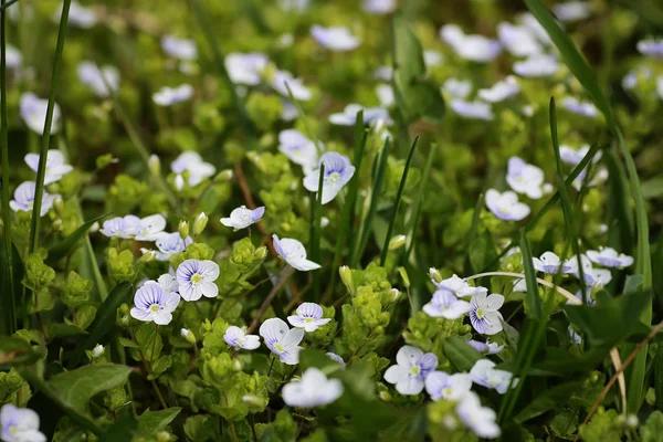 Flor silvestre de primavera en un campo — Foto de Stock