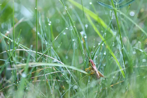 Petite sauterelle sur herbe — Photo