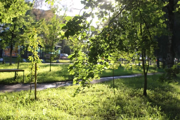 Park yaprak güneş