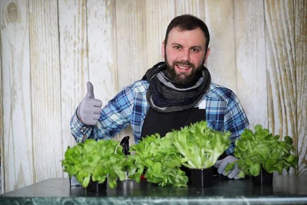 Pria berjanggut mengurus selada tumbuh dalam pot di rumah — Stok Foto