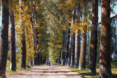 Sarılık ile kavak sokak geç yaz aylarında bırakır