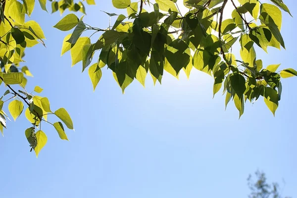 Taze yeşil ağaçların üzerinde açık mavi gökyüzü bırakır.