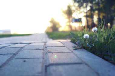 gün batımında kaldırım taşı ile büyüyen çiçek
