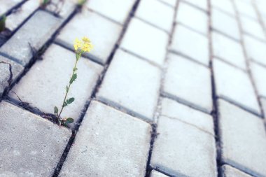 gün batımında kaldırım taşı ile büyüyen çiçek