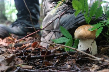 Boletus mantar adam